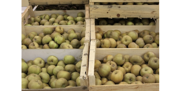 Les Pommes Reinettes sont arrivées !
